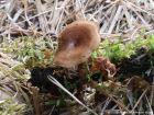 Polyporus brumalis