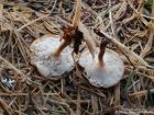 Polyporus brumalis