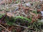 Polyporus brumalis