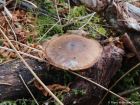 Polyporus brumalis
