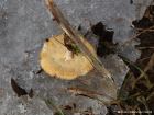 Polyporus brumalis