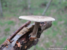 Polyporus ciliatus