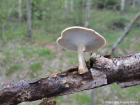 Polyporus ciliatus