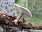 Polyporus ciliatus