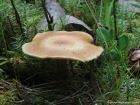 Polyporus ciliatus