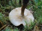 Polyporus ciliatus