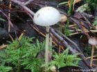 Protostropharia alcis
