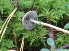 Protostropharia alcis