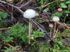 Protostropharia alcis