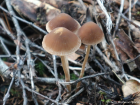 Psathyrella microrrhiza