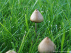 Psilocybe semilanceata