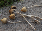 Psilocybe semilanceata