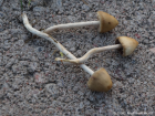 Psilocybe semilanceata