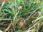 Psilocybe semilanceata