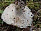 Russula adusta