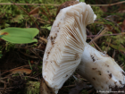 Russula adusta