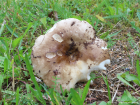 Russula adusta