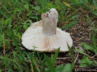 Russula adusta