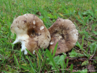 Russula adusta