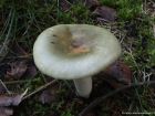 Russula aeruginea