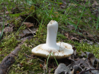 Russula aeruginea