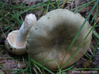 Russula aeruginea