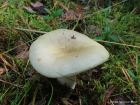 Russula aeruginea