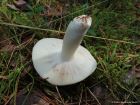 Russula aeruginea