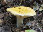 Russula claroflava