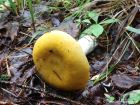 Russula claroflava