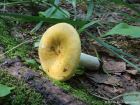 Russula claroflava