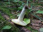 Russula claroflava