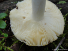 Russula claroflava