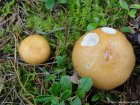 Russula decolorans