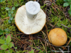 Russula decolorans