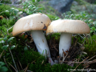 Russula decolorans