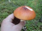 Russula decolorans