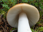 Russula decolorans