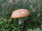 Russula decolorans