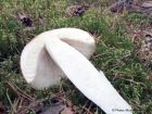 Russula decolorans