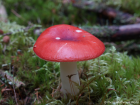 Russula emetica