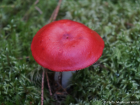 Russula emetica