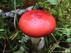 Russula emetica