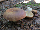 Russula mustelina