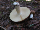 Russula mustelina