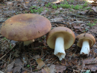 Russula mustelina