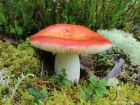 Russula paludosa