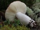 Russula paludosa