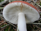 Russula paludosa