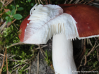 Russula paludosa